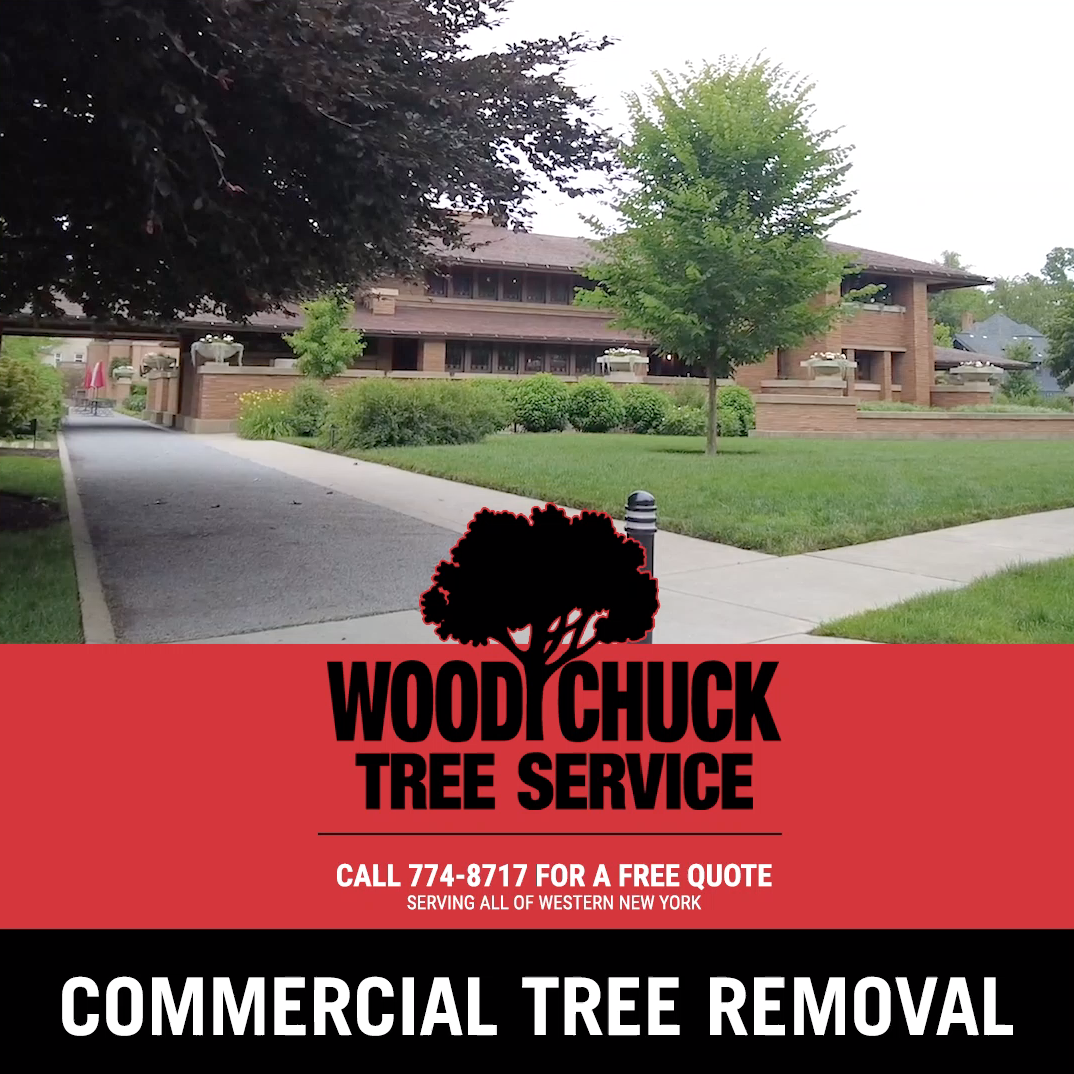 Commercial tree removal woodchuck tree service