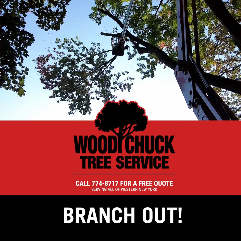 Branch out with this video of WoodChuck Tree Service removing large branches from a number of trees.