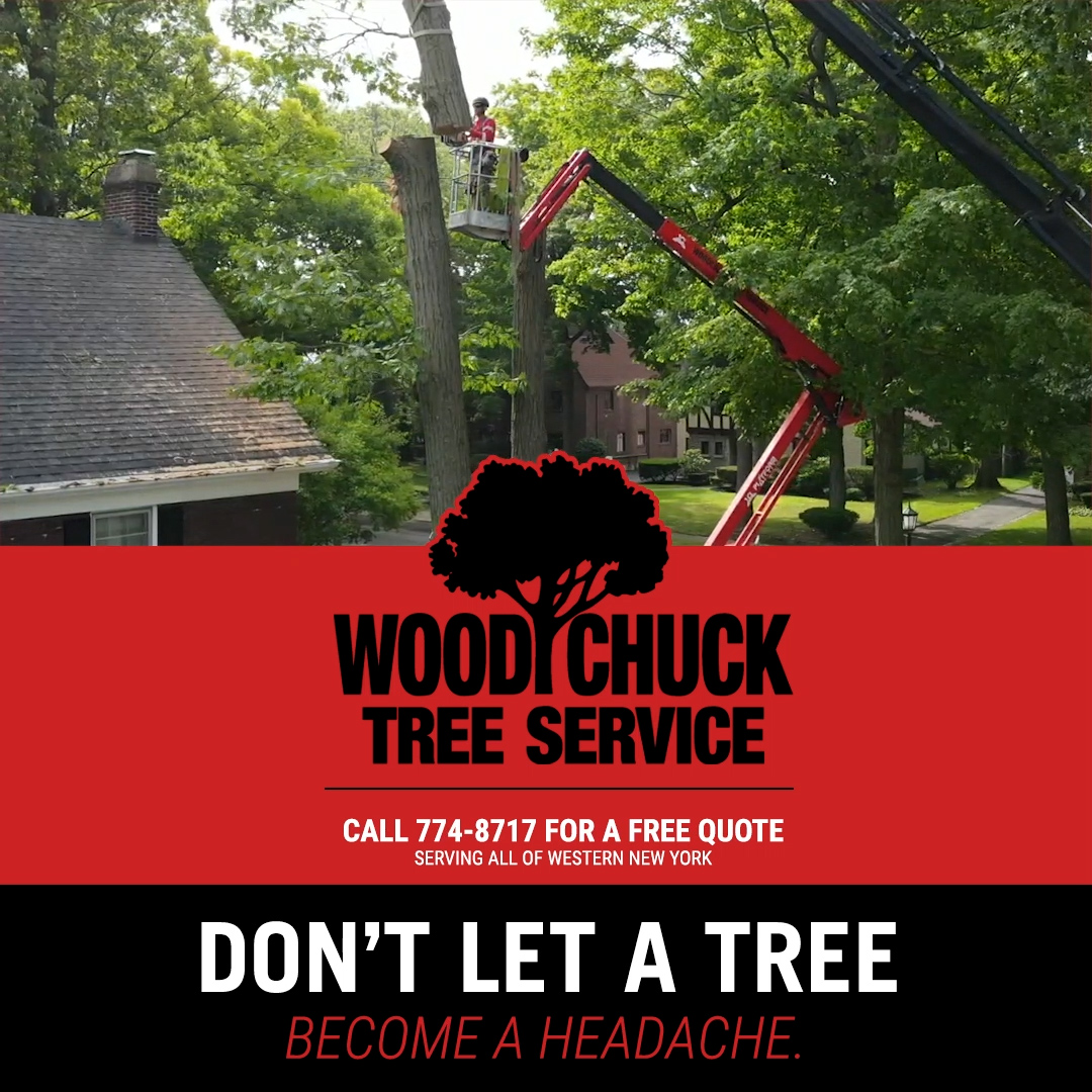 don-t-let-a-tree-become-a-headache-woodchuck-tree-service