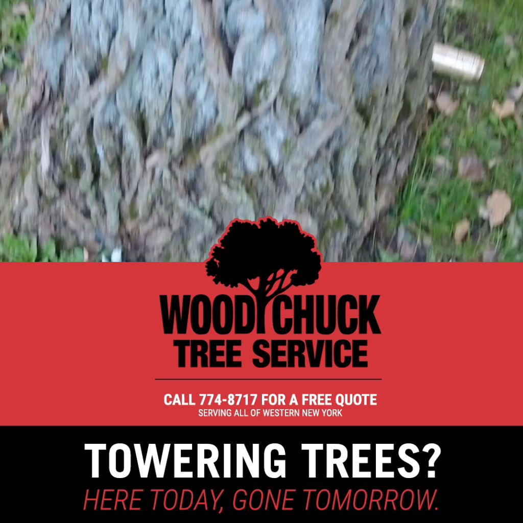 WoodChuck Tree Service can remove even towering trees.