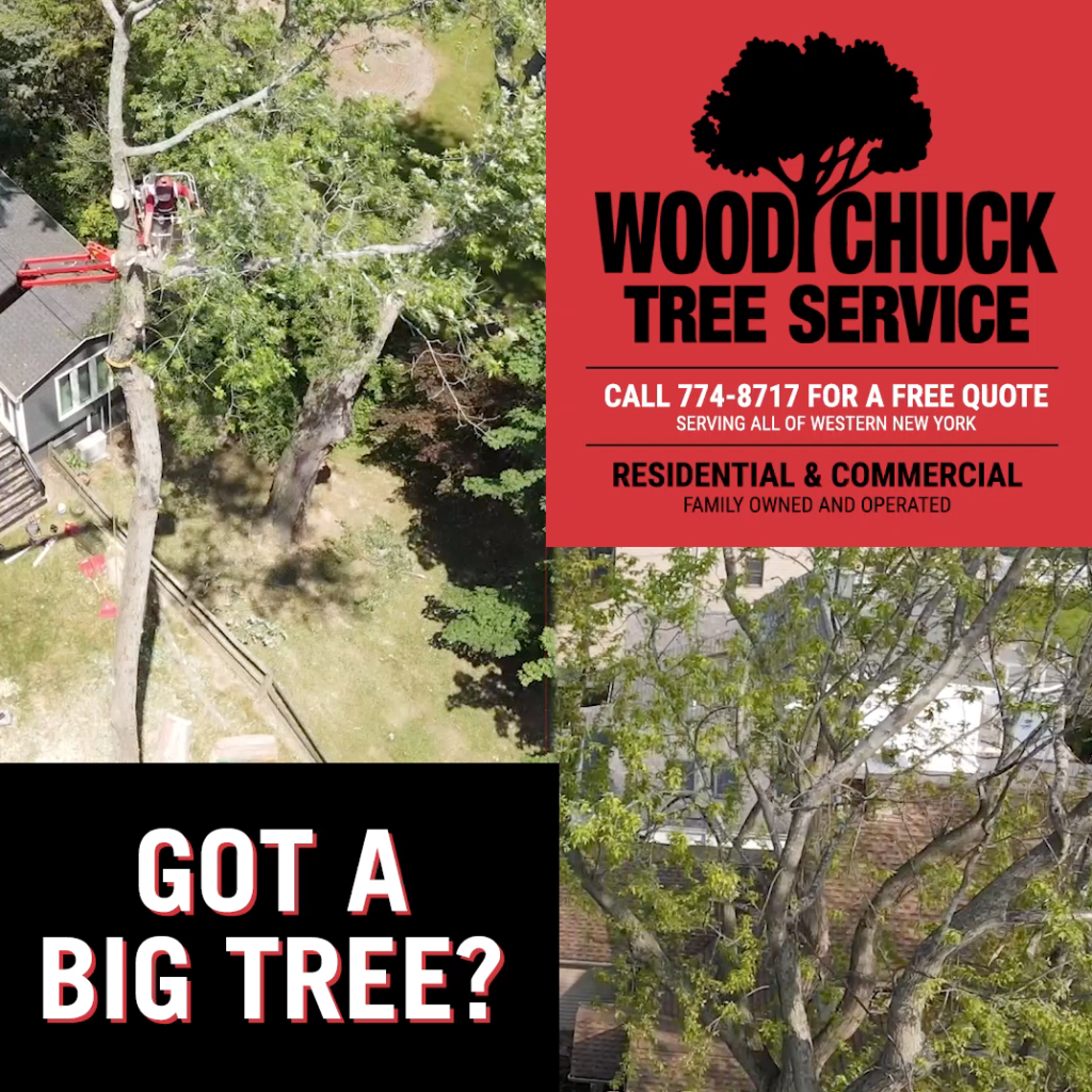 WoodChuck Tree Services offers big tree removal.