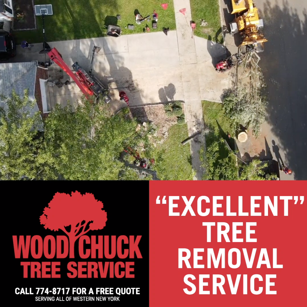 WoodChuck offers excellent tree removal service throughout Grand Island, Tonawanda, and Western New York.