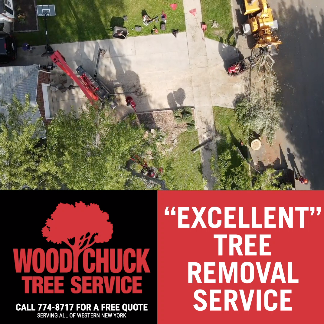 excellent-tree-removal-service-woodchuck-tree-service