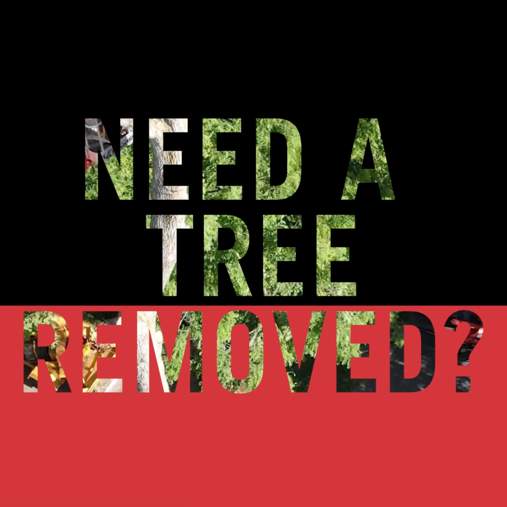 Read more about the article Looking Back at 2022 Tree Service