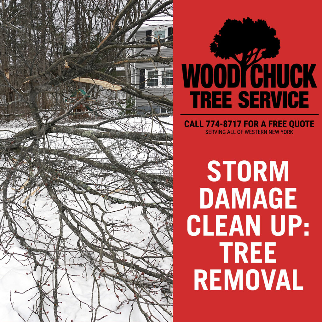 WoodChuck Tree Service offers emergency tree removal for storm damage clean up.