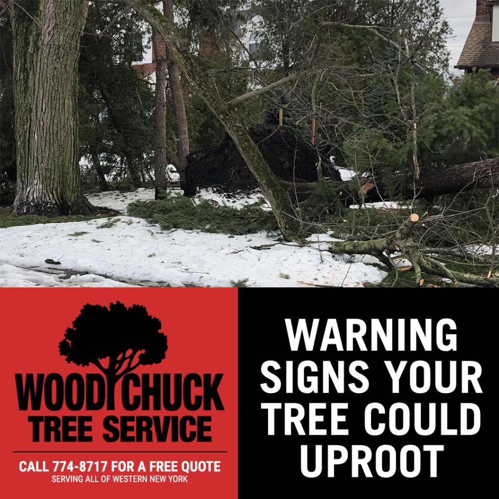 While an unhealthy tree doesn't always fall, there are several warning signs that your tree could uproot.