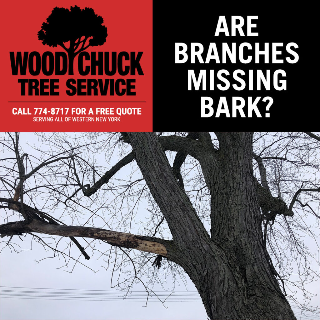 Are branches missing bark after a storm? Let WoodChuck Tree Service inspect your tree to see if tree trimming or tree removal is needed.