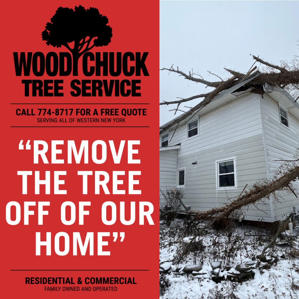 WoodChuck Tree Service offers emergency tree removal service. If a tree has fallen on your house, don't hesitate to call us.