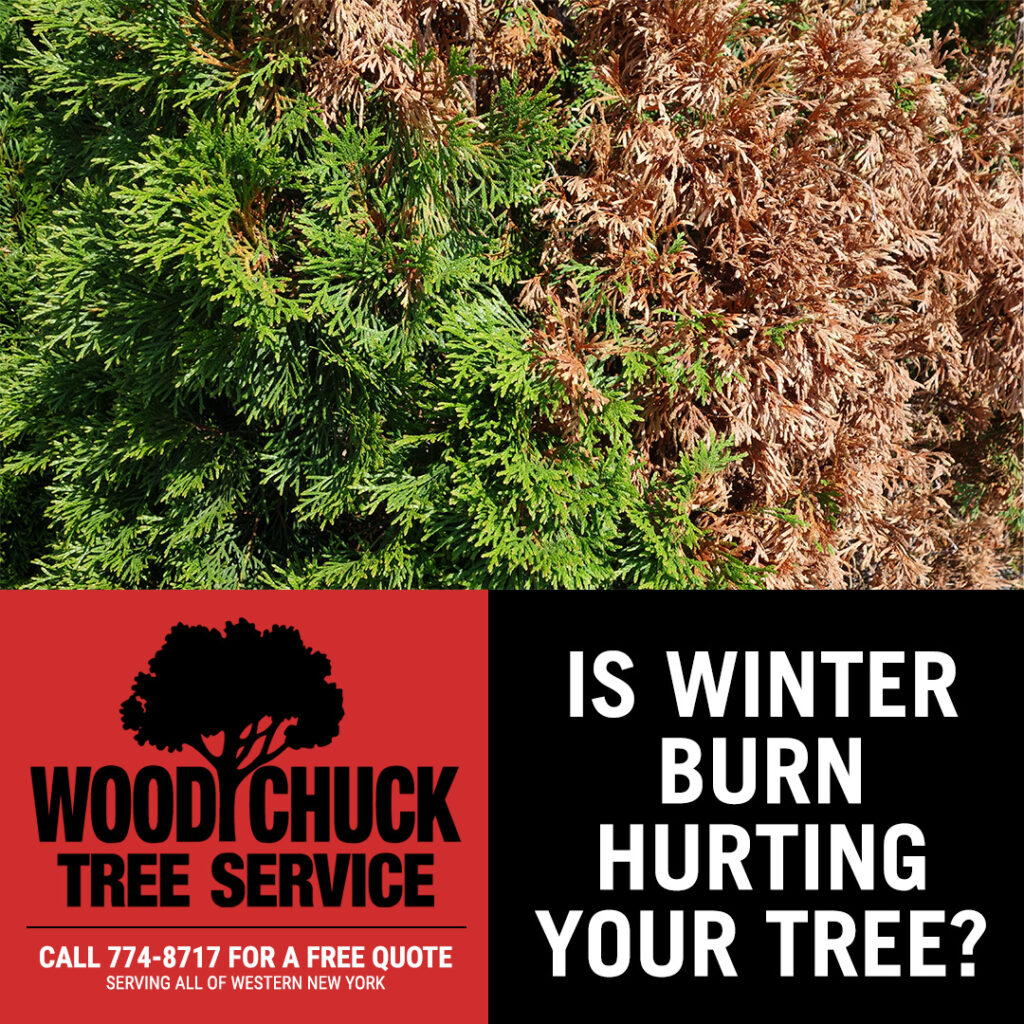 Evergreen trees are susceptible to "winter burn." Learn more about winter burn or contact WoodChuck Tree Service for tree removal.