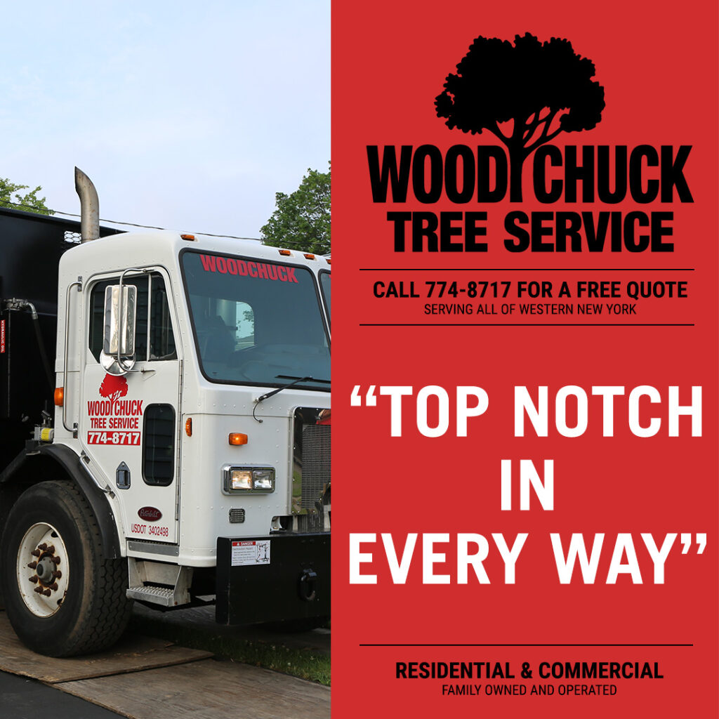 Contact WoodChuck Tree Service for spring tree service.