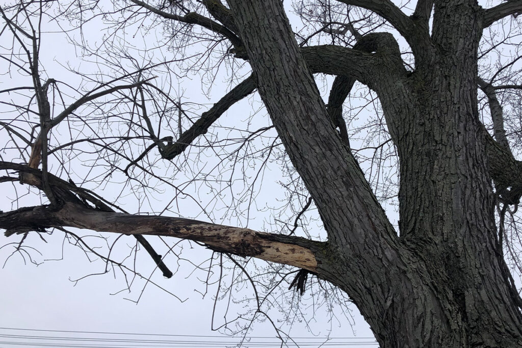 Are branches missing bark after a storm? Let WoodChuck Tree Service inspect your tree to see if tree trimming or tree removal is needed.