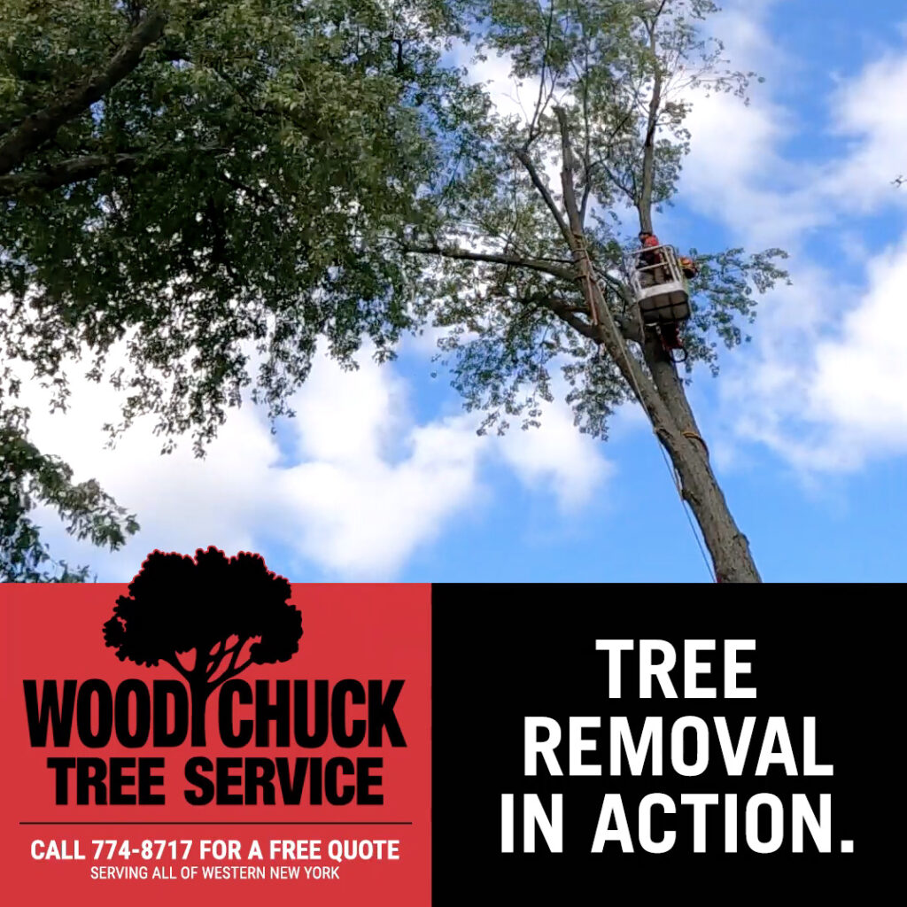 Check out this WoodChuck Tree Service time lapse video to see our team in action. We can remove any tree on your property. Get a free quote.