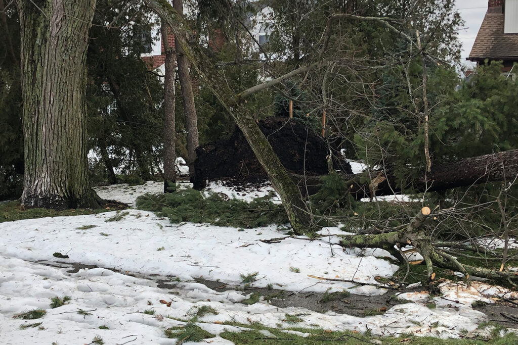 While an unhealthy tree doesn't always fall, there are several warning signs that your tree could uproot.