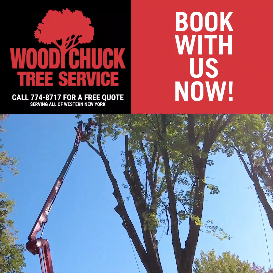Is Your Tree Deeply Rooted? WoodChuck Tree Service