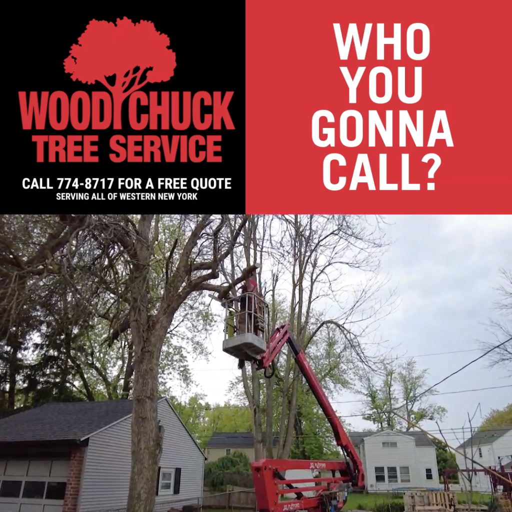 Routinely check for signs your tree is dying or schedule tree removal with WoodChuck Tree Service.