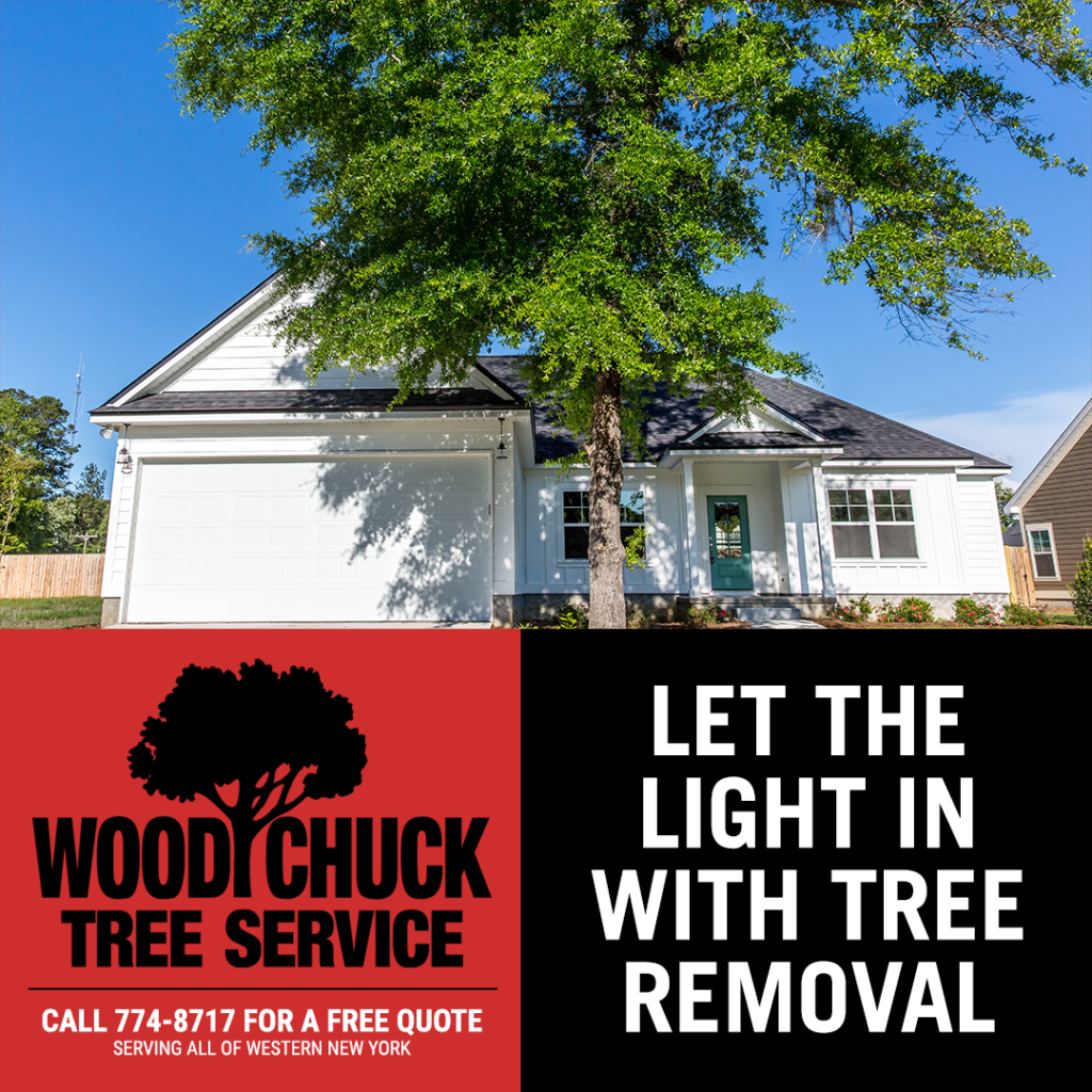 If a tree on your property is growing so large and close that it blocks natural light from entering your home, contact WoodChuck Tree Removal.