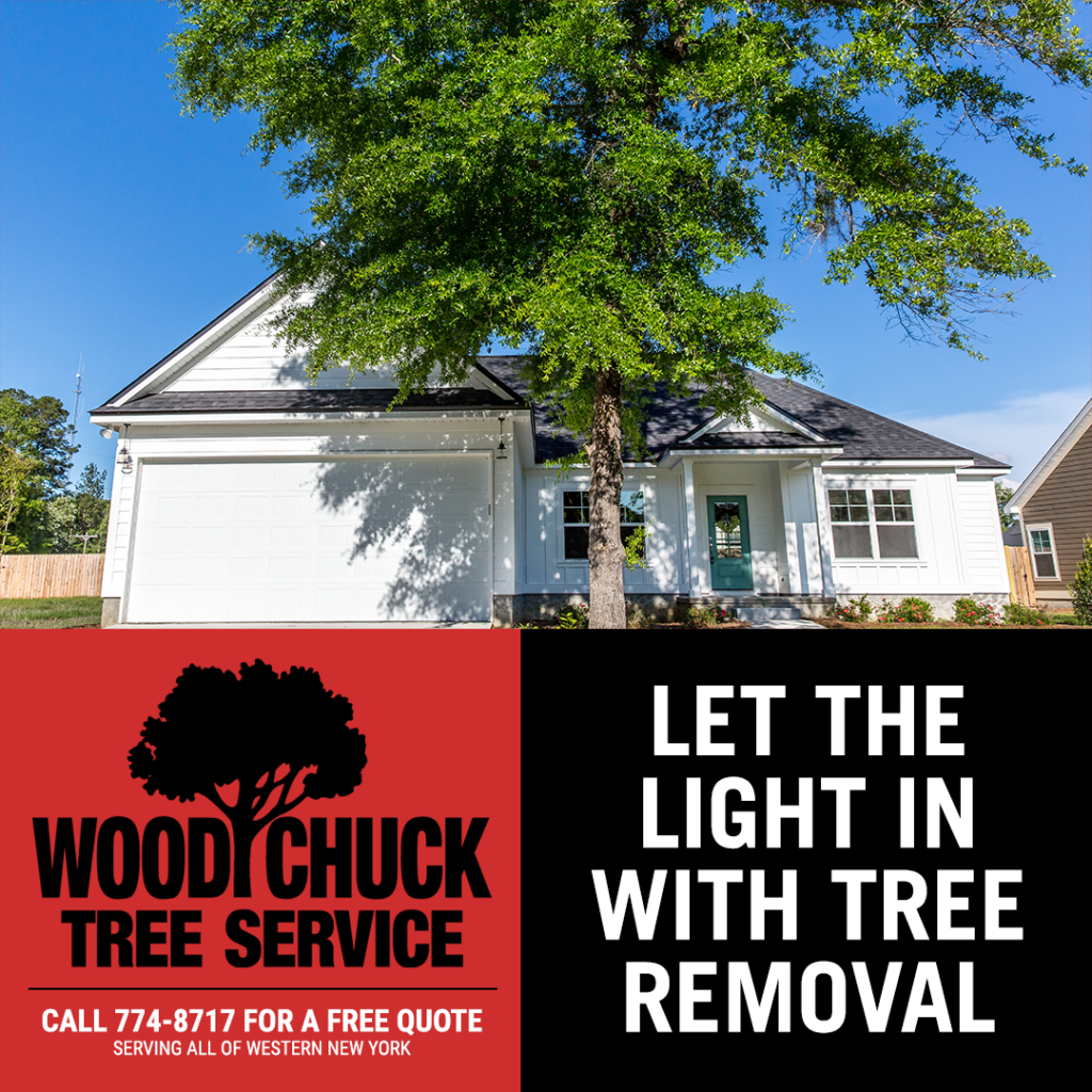 Read more about the article Let The Light In With Tree Removal