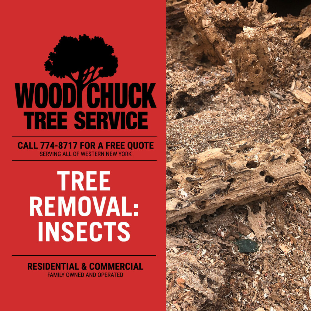 Insect infestation can make itself known with a variety of external signs. Contact WoodChuck Tree Service for tree removal.