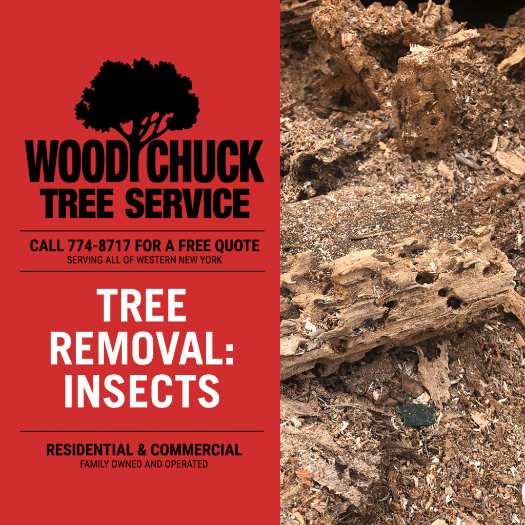 Read more about the article Reasons For Tree Removal: Insects