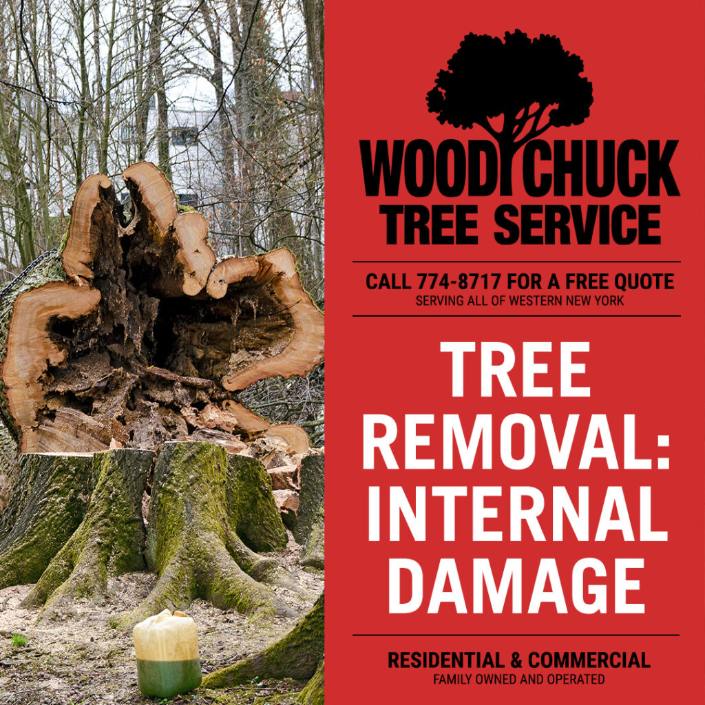 Internal structural problems such as cavities and hollows are less obvious signs and therefore, easy to miss. Contact WoodChuck Tree Service.