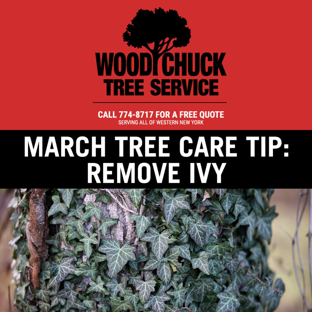 March tree care tip: remove ivy from trees on your property. Ivy can conceal problems like decay and collect water, which encourages fungus growth.