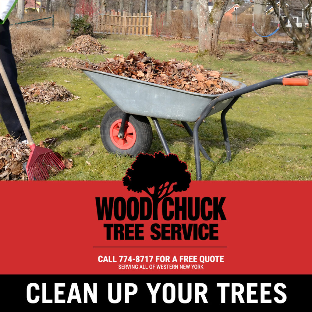 March tree care tip: clean up your trees by removing any leaves or detritus to prevent the spread of disease of fungus.