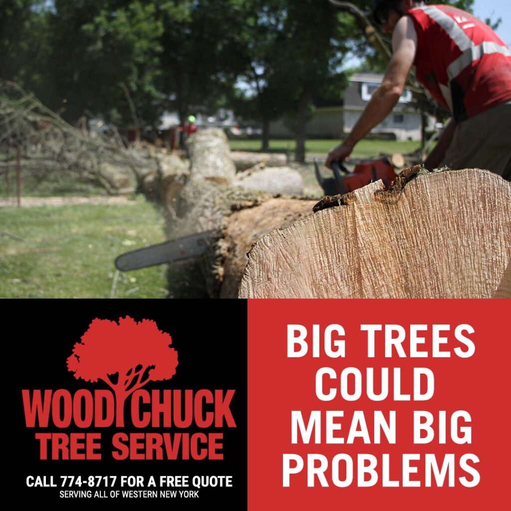 WoodChuck Tree Service provides big tree removal service to prevent big problems.