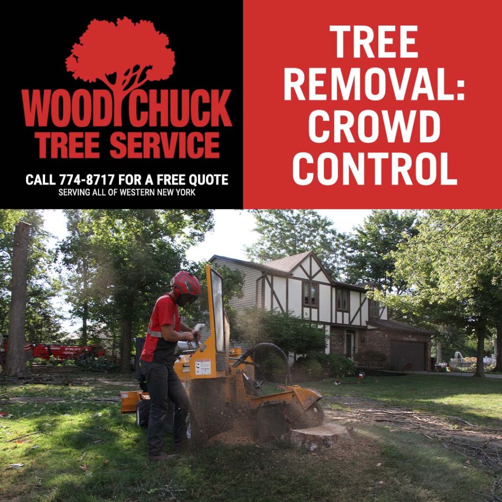 Tree Removal: Crowd Control. When trees grow too close together, there is increased risk of stunted growth, nutrient deficiency, and other problems.