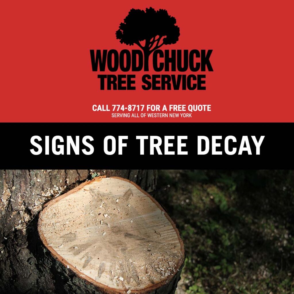 Learn what is tree decay and warning signs your tree may be suffering.