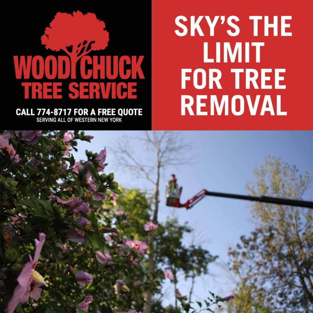 WoodChuck Tree Service is booking spring tree removal. Signs your tree is dead or dying.