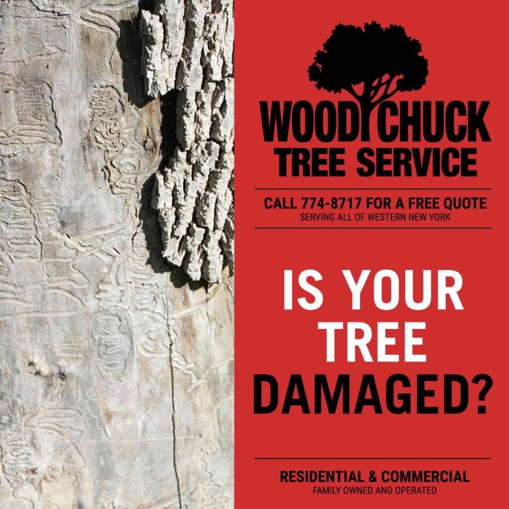 Numerous ash trees have become victims of emerald ash borer damage, an invasive wood-boring beetle.