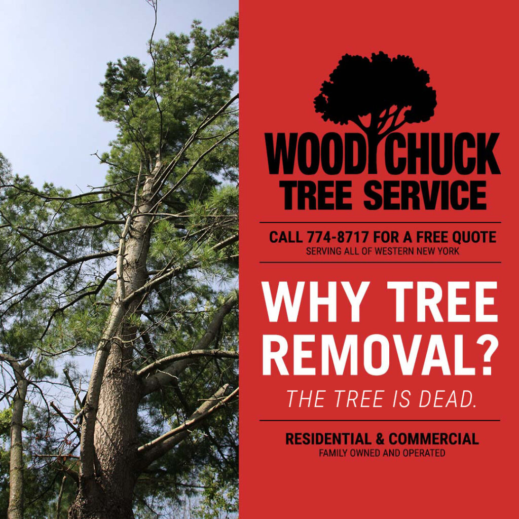 When a tree is dead it becomes a safety risk for your home, business, or property. Contact WoodChuck Tree Service today for top notch tree removal.