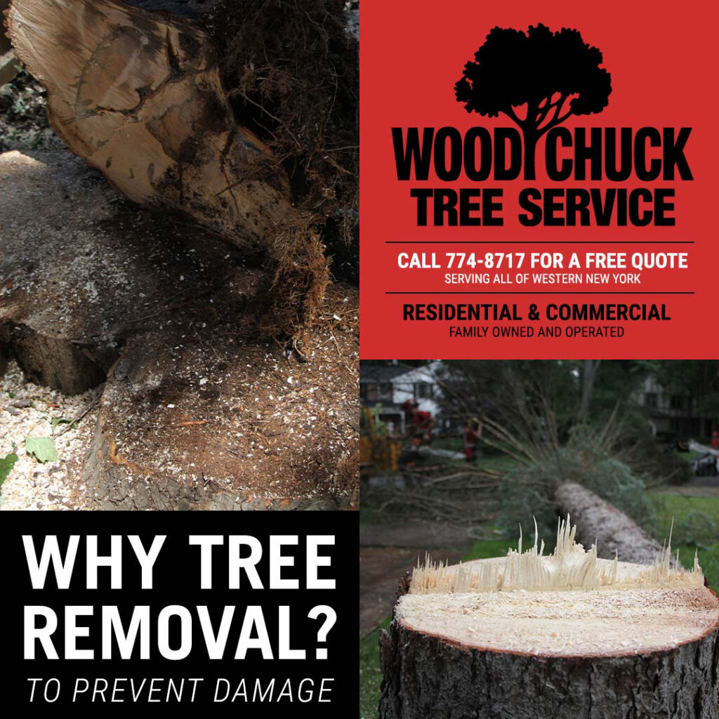 Trees growing too close to a building structure or landscape feature become a risk for damaging your home, garage, or utility lines. Turn to WoodChuck Tree Service for exceptional tree removal.