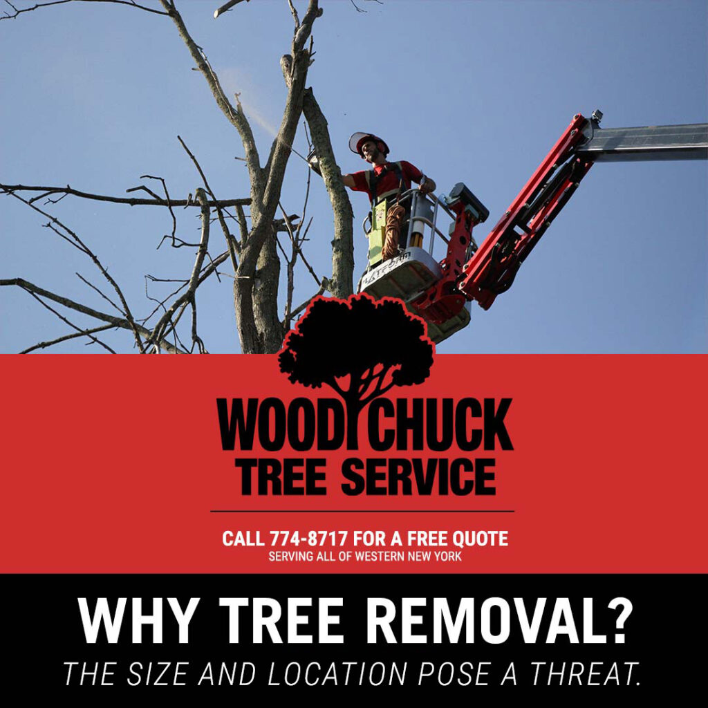 When a tree's size and location poses a threat, tree removal becomes a preventative measure to protect your home, family, and property.