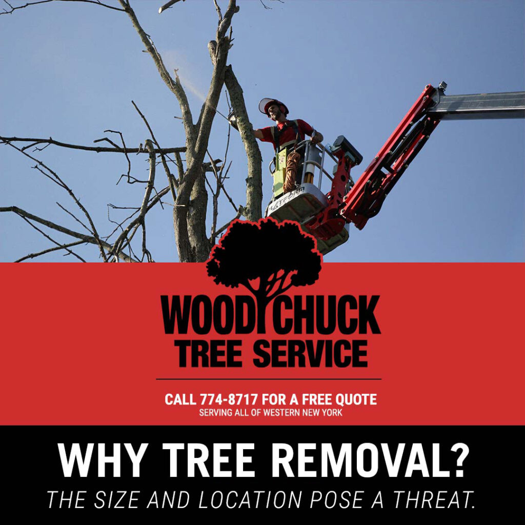 When a tree's size and location poses a threat, tree removal becomes a preventative measure to protect your home, family, and property. 