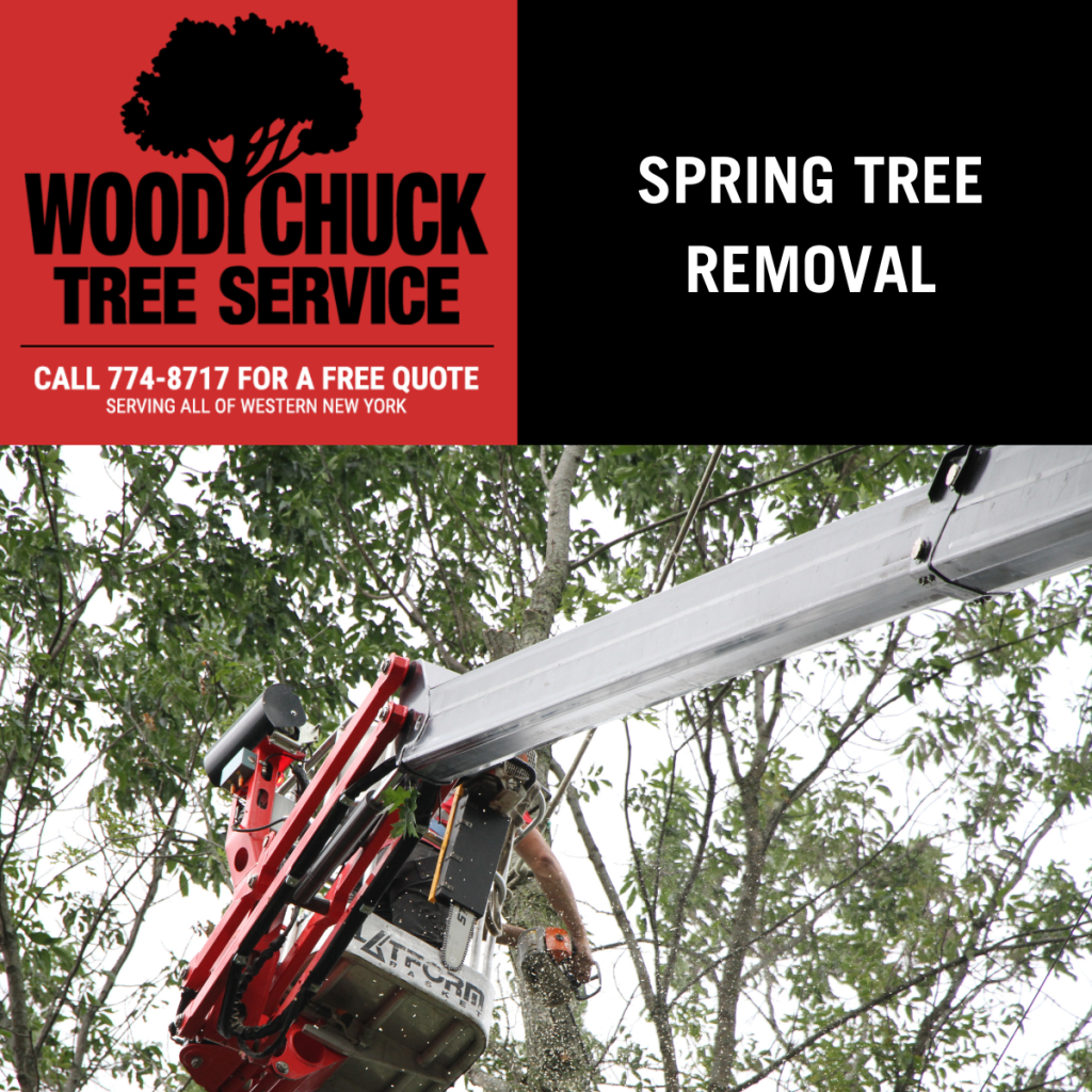 Read more about the article Spring Tree Removal