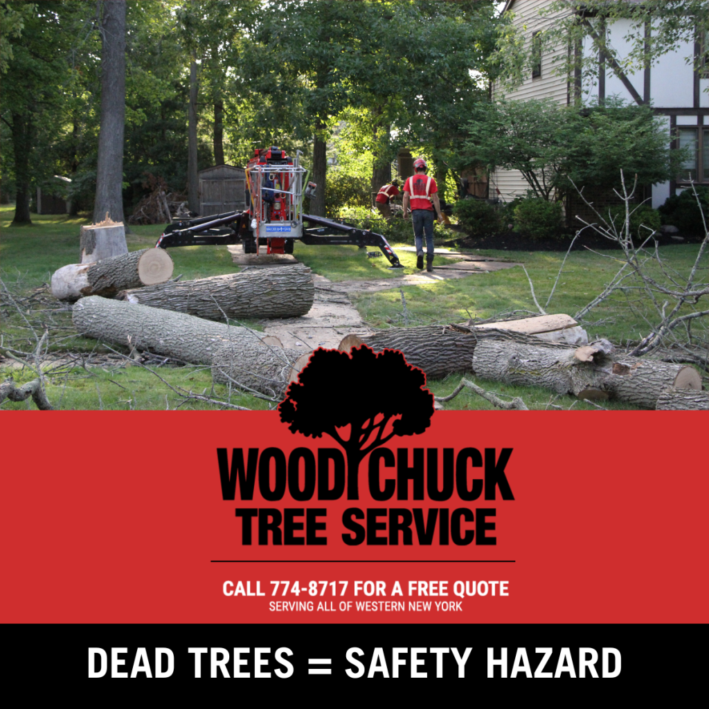 Read more about the article Dead Trees = Safety Hazard