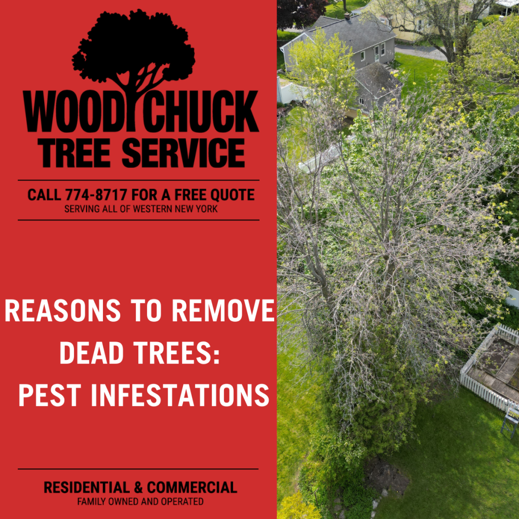 Reasons For Tree Removal: Pest Infestations