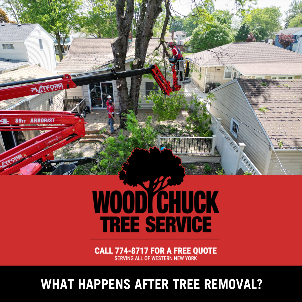 What Happens After Tree Removal? WoodChuck Tree Service
