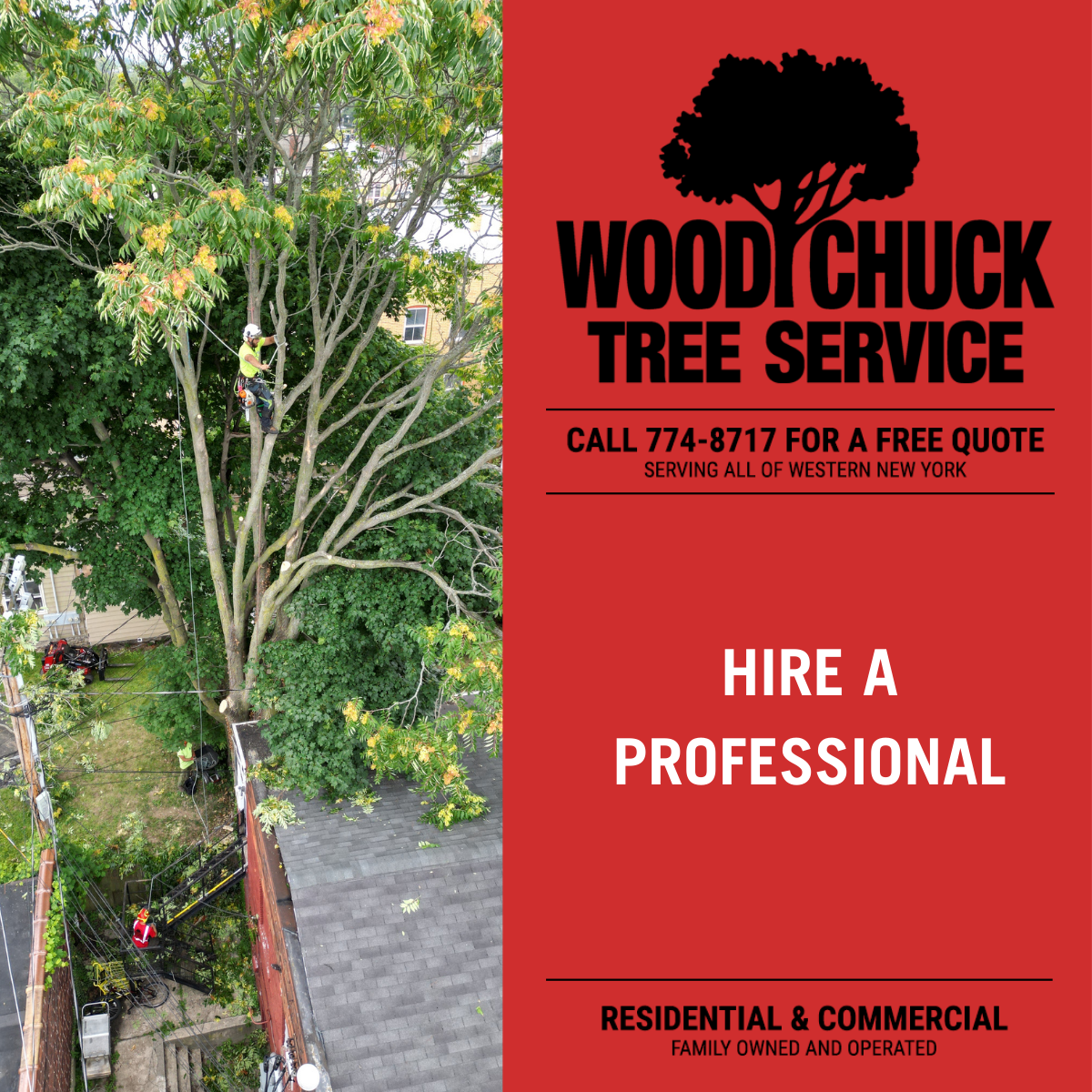 Hire A Professional Tree Removal Service WoodChuck Tree Service