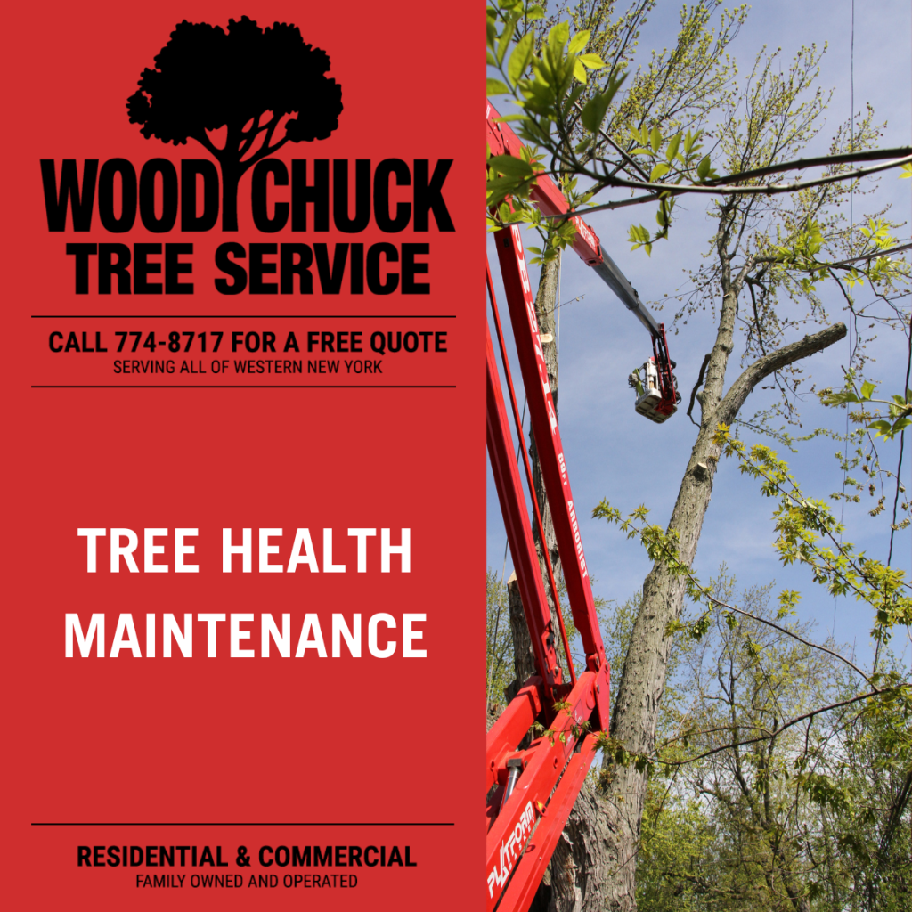 Tree Health Maintenance
