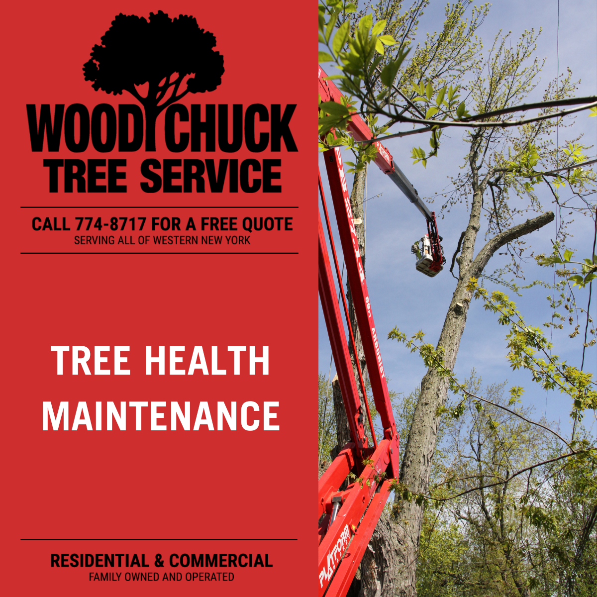 Tree Health Maintenance - WoodChuck Tree Service