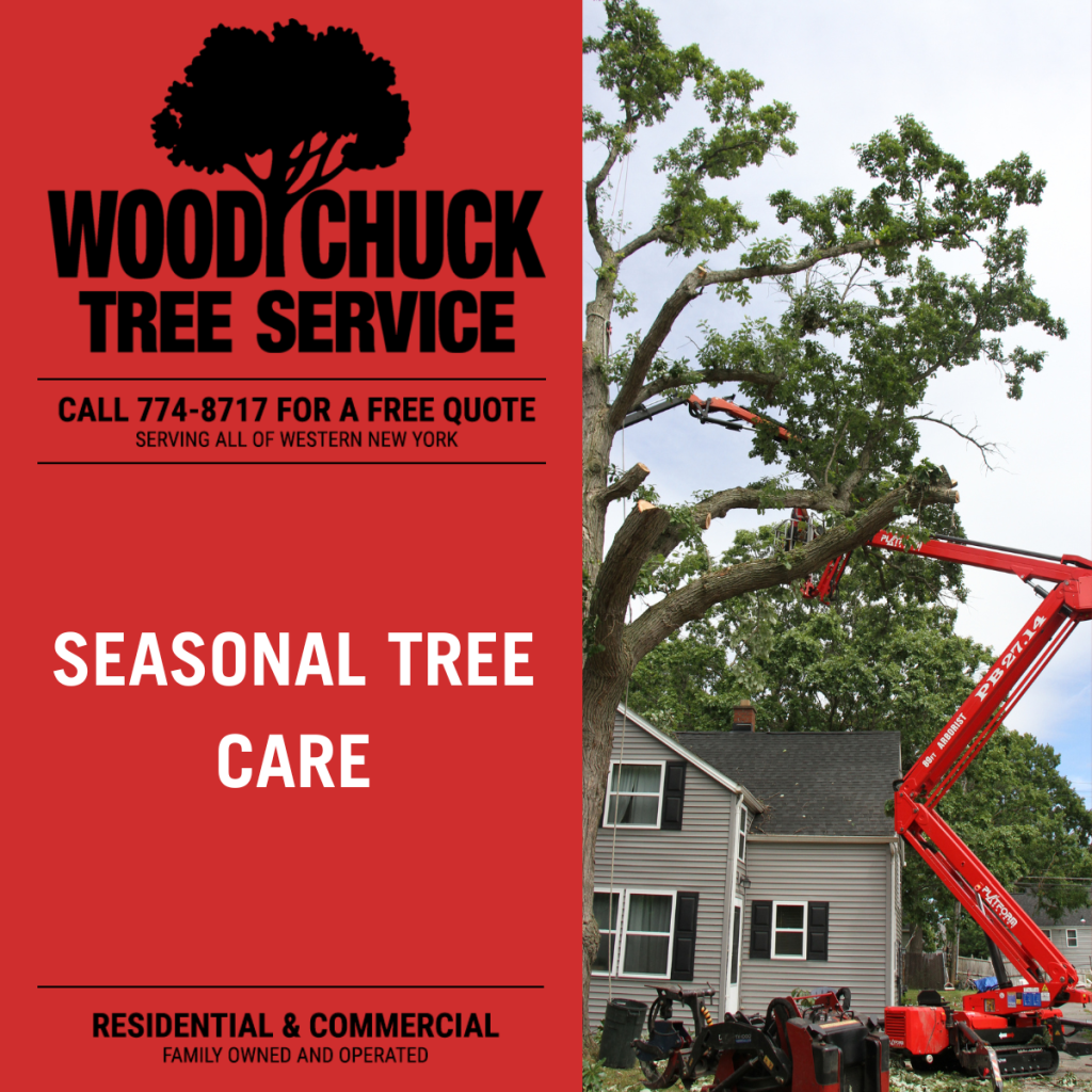 Seasonal Tree Care
