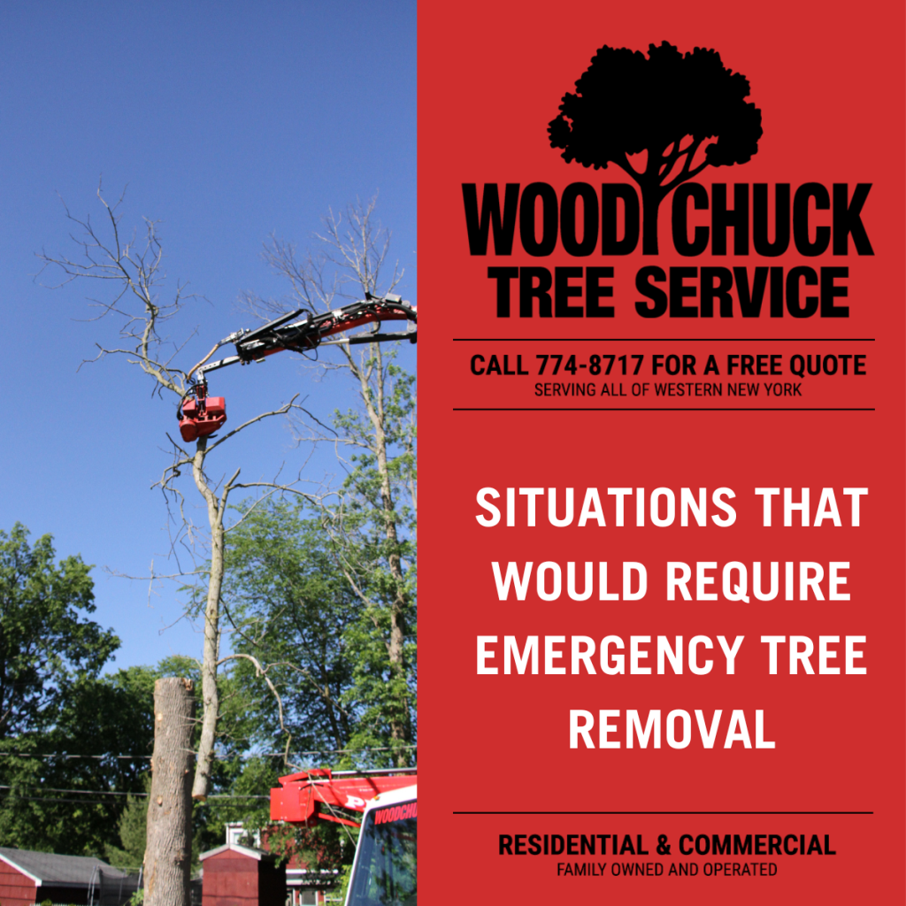 Situations That Would Require Emergency Tree Removal