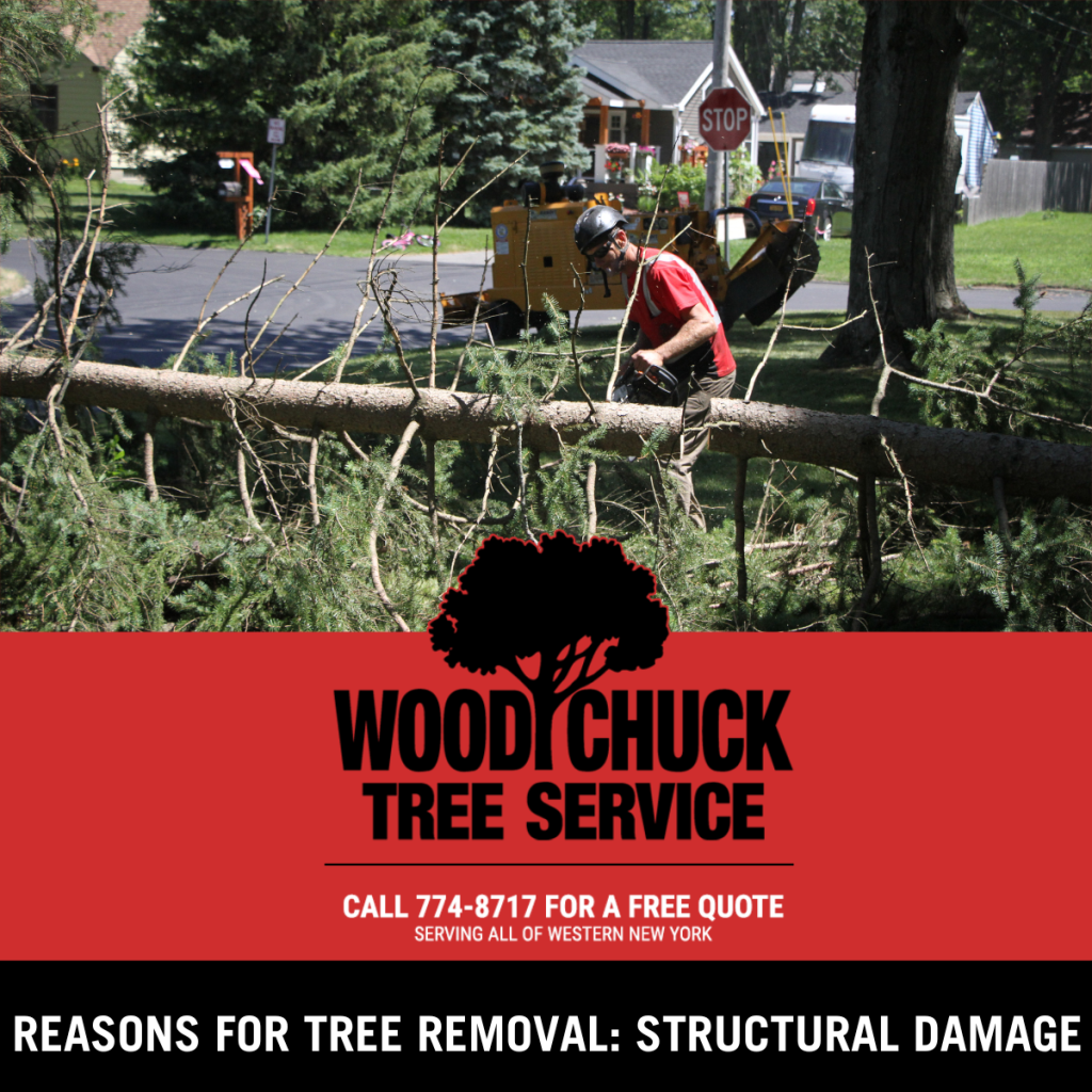 Read more about the article Reasons For Tree Removal: Structural Damage