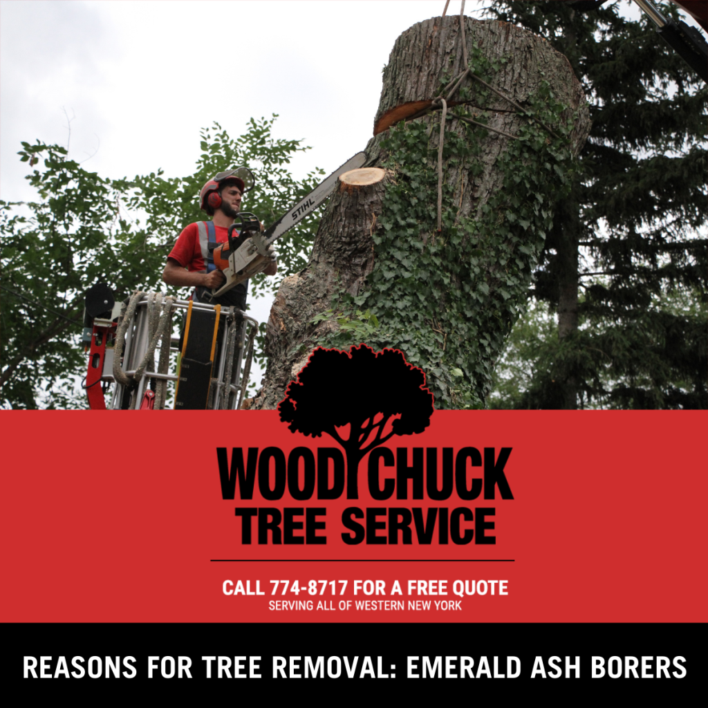 Read more about the article Reasons For Tree Removal: Emerald Ash Borers