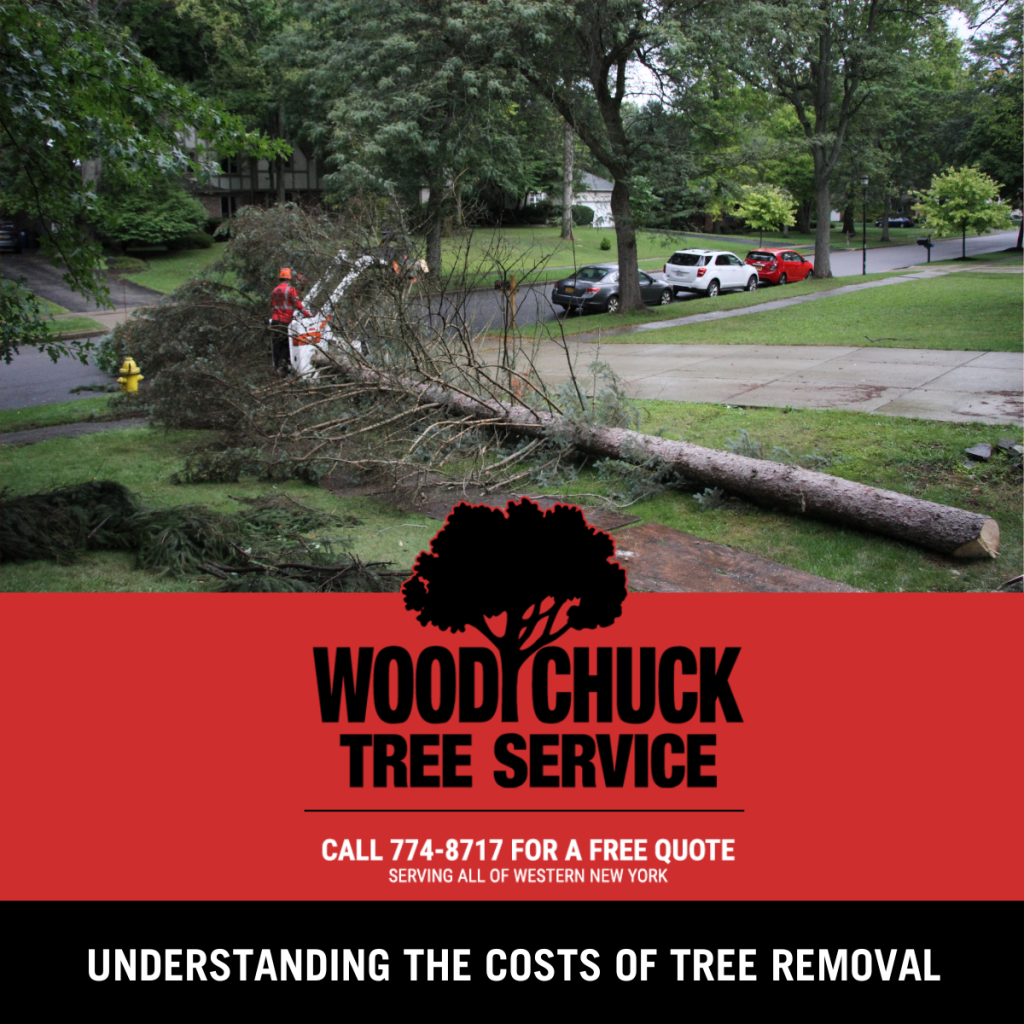 Read more about the article Understanding the Costs of Tree Removal