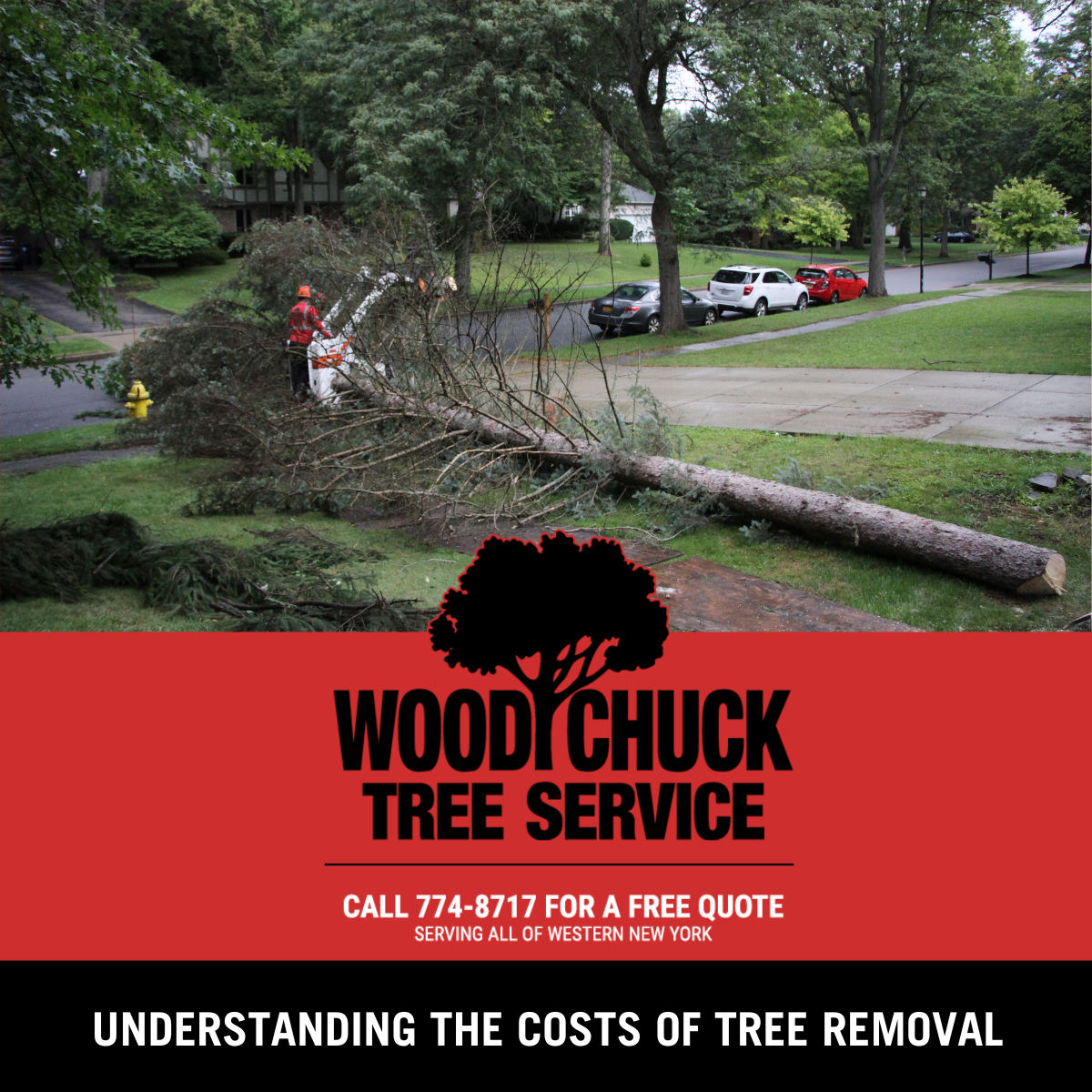 Understanding The Costs Of Tree Removal Woodchuck Tree Service