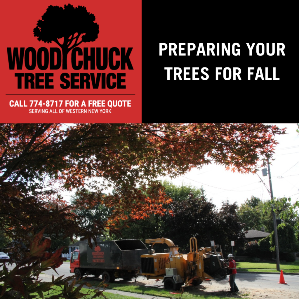 Preparing Your Trees For Fall