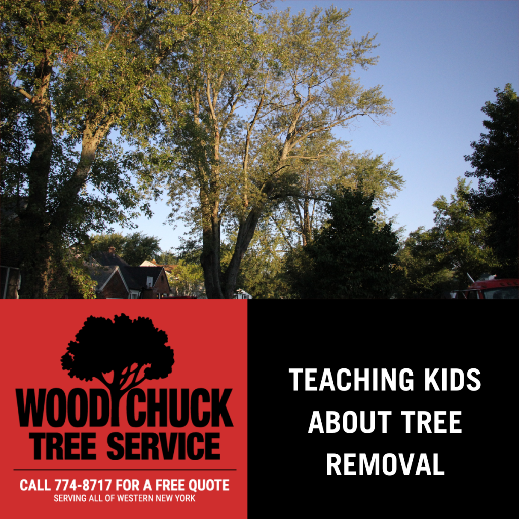 Read more about the article Teaching Kids About Tree Removal